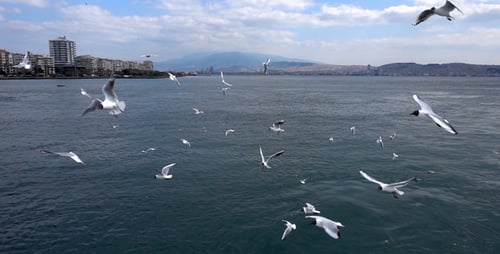 Seagulls Flying Near City Waterfront During Daytime