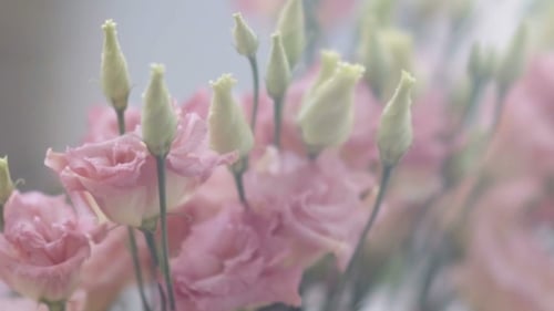 Gorgeous Pink Flowers