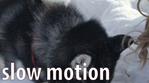 Playful Husky Having Fun in the Snowy Outdoors