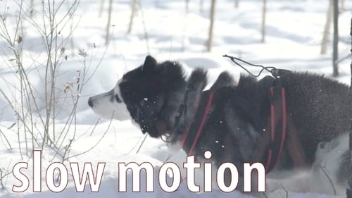 Majestic Husky Dog in Winter Forest