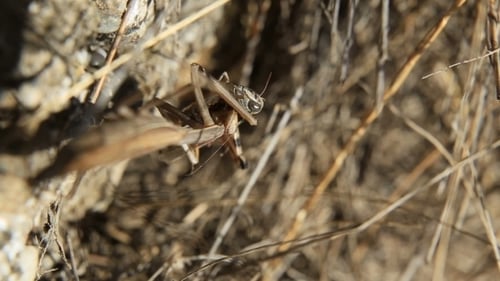 Grasshopper Resting on a Ground Patch in Nature