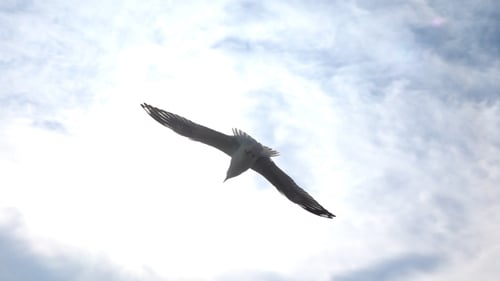Fliegender Vogel