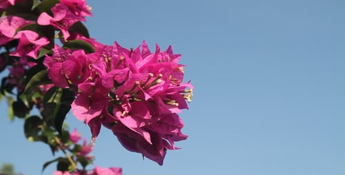 Bougainvillea and Blue Sky IV