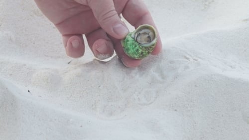 Hermit Crab Emerging from Shell on White Sand