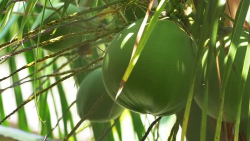 Vibrant Green Coconuts Growing on a Palm Tree