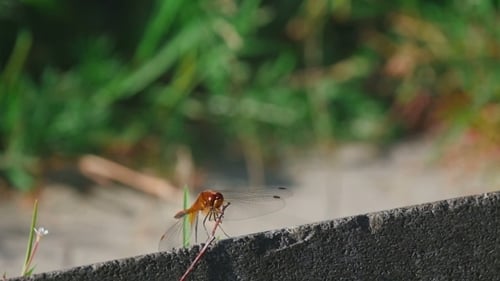 Red Dragonfly Rest