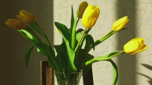Yellow Tulips in Vase on Chair, Sunlight