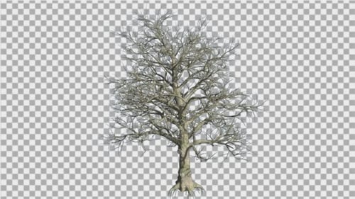 Realistic Bare Tree with Alpha Channel Stock Footage