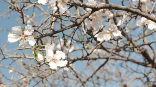 Los primeros signos de la primavera. Árbol floreciente.