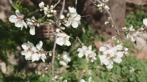 Blooming Tree With a Bee
