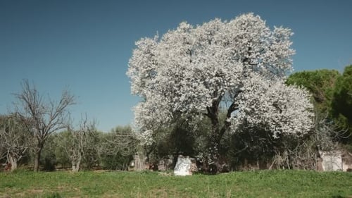 Alter Mandelbaum in üppiger Blüte