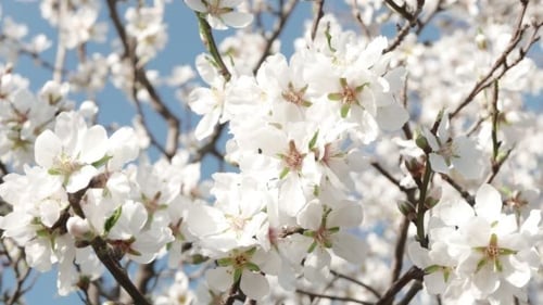 Honey Bees Pollinate Blooming Orchard