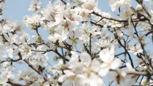 Early Spring Flowers and Bees