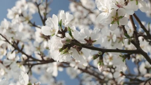 Spring Blossom Tree Branch Flowers in Bloom