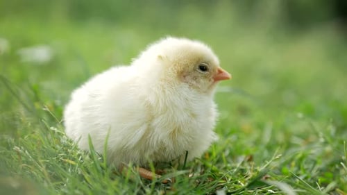 Fluffy Yellow Chick Sitting in Green Grass