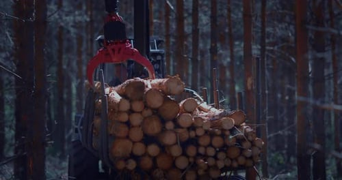 Ein Holzlader hebt das geschnittene Holz an und lädt es in einen Anhänger