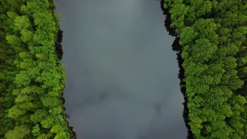 Wald, Bäume und Fluss von oben