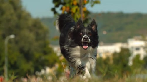 Border collie dog running, Ultra Slow Motion