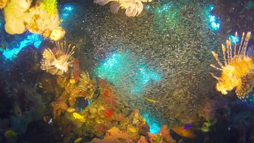 African Lionfish on Coral Reef