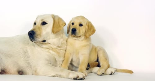 Gelber Labrador-Retriever, Hündin und Welpe auf weißem Hintergrund, Normandie, Zeitlupe 4K