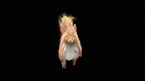 66 Squirrel Dancing HD