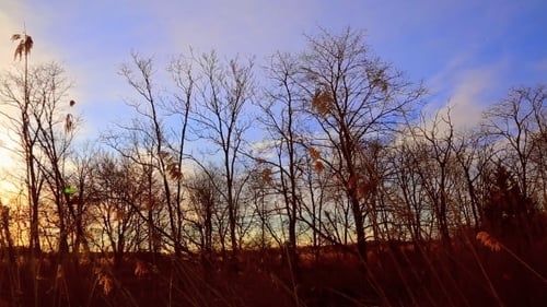 Sunrise Thru The Reeds, Sun Thru The Reeds, Sunset On The Riverbank,