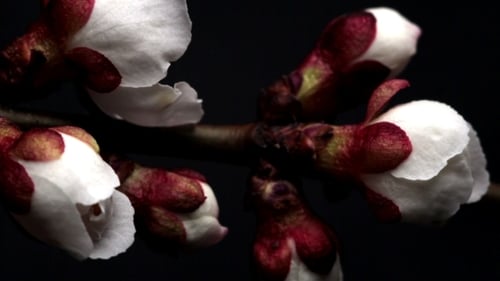 Les fleurs d'abricot sont en fleurs
