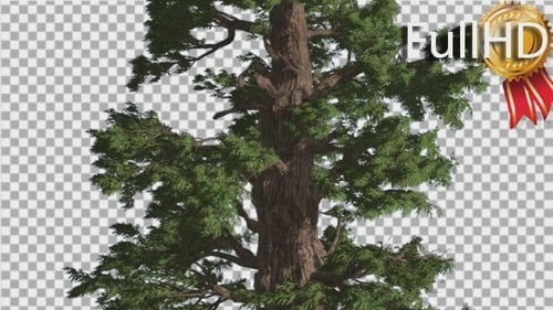 Western Juniper hoher Baum flatternde Blätter