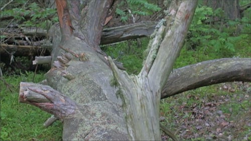 Fallen Tree Trunk Covered in Moss in Forest