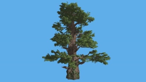 Westlicher Wacholder, hoher Baum, Sonnenstrahlen, Schatten