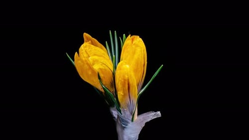 Gelbe Krokusblüten, die sich im Zeitraffer auf schwarzem Hintergrund öffnen und verwelken
