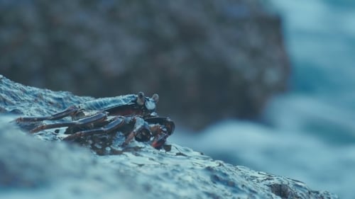 Crab On The Rock At The Beach