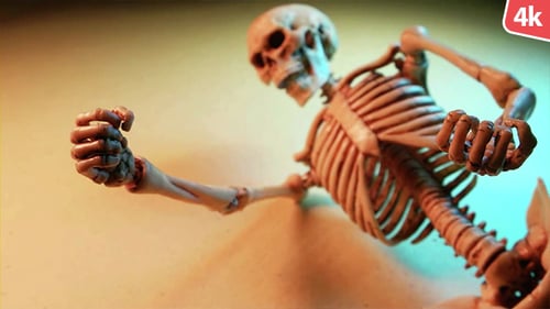 Human Skeleton 142