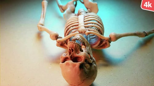 Human Skeleton 145