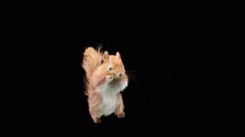 71 Eichhörnchen Tanzen 4K