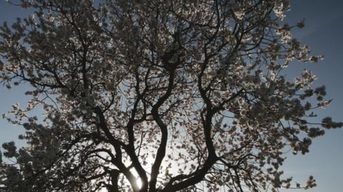 Silhouette Flowering Tree With Nest