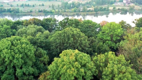 Nice top view of the park, forest covered with greenery. Morning river in fog.