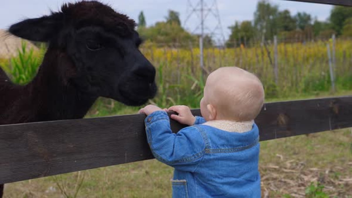 Bebê fofo em jaqueta jeans assistindo Black Lama, Banco de filmagens ...