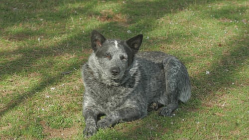 Dog Resting in Yard on Sunny Day