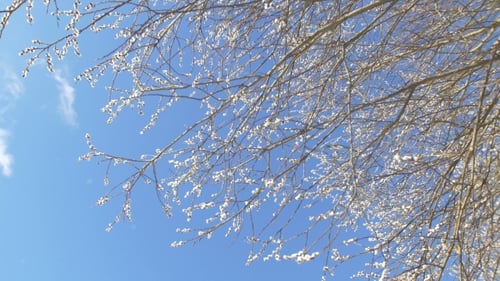 Mit Schnee bedeckte Weidenknospen