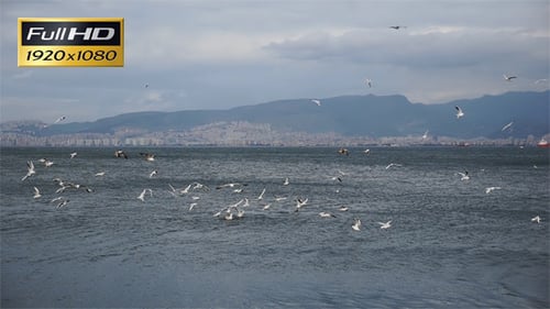 Seagulls Flying Over the Ocean on an Overcast Day