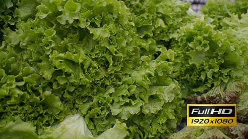 Fresh Green Lettuce Close Up