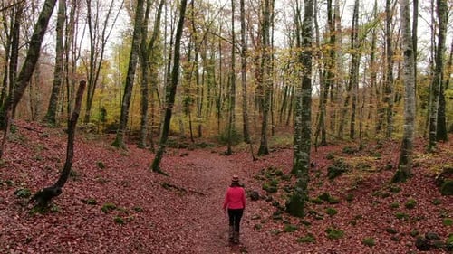 Hiker Woman Walking Through the Forest in Autum