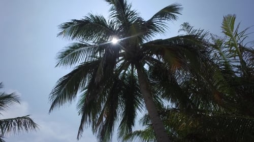 Sun Shining Through Tropical Palm Tree Fronds