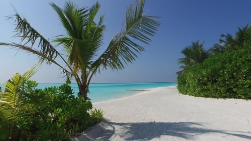 Maldives Beach With Palm Trees 1