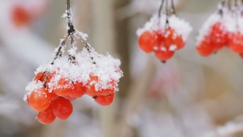 Bunch Of Viburnum Berries Covered With Snow In The Foreground.