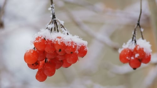 Baies de viorne congelées d'hiver dans la neige