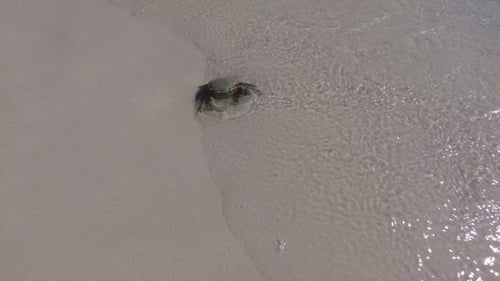 Crab Splashing In Sea Water On Beach 2