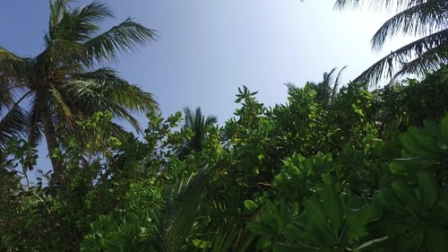 Tropical Palm Trees Swaying in Gentle Breeze