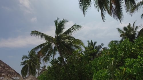 Tropical Palm Trees Swaying Gently in Paradise